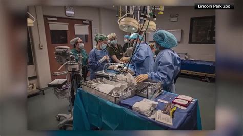 Rush University doctors perform first of its kind surgery on a monkey